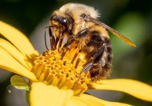 Manos Unidas ONG - Día Mundial de las Abejas 2024 (20 de mayo) - Imagen: Wikipedia