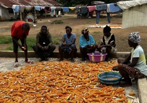 16 y 17 de octubre; Día de la Alimentación y de la Erra la Pobreza. Fotografía: Sierra Leone Chesterton Centre / Manos Unidasdicación de