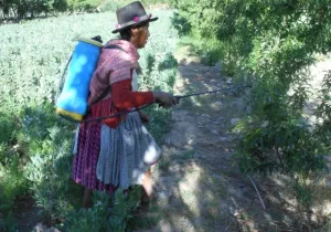 Mejora de las condiciones de vida de las comunidades indígenas campesinas del municipio de Chaquí