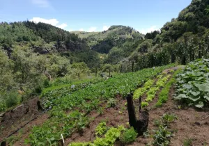 ÑAROAVEI TEKO KAVI: ESPERANZA DE VIDA, Caminemos por un chaco sostenible con seguridad y soberanía alimentaria y pleno ejercicio de derechos”. Bolivia