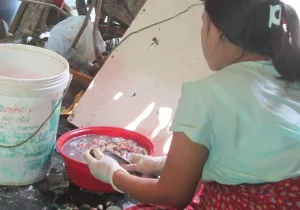 Mee Mee trabaja limpiando mejillones