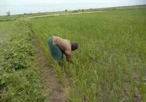Proyecto Mujer África | ONG Senegal | Empoderamiento Mujeres