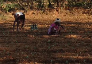Mujeres recolectando en Coimbatore, India