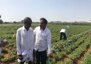 Mejora Seguridad Alimentaria INDIA