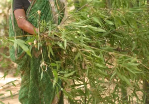 Mujer recogiendo ramas en Bongaigaon