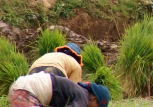 Los campesinos de Madagascar reclaman la tierra de sus ancestros