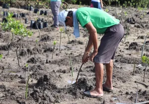 Plantada de manglar en Filipinas