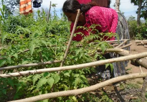 Soberanía alimentaria y desarrollo económico de comunidades indígenas 
