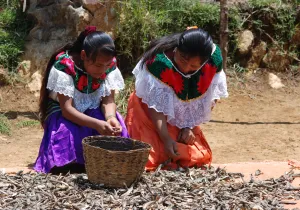 Desarrollo integral de comunidades indígenas 