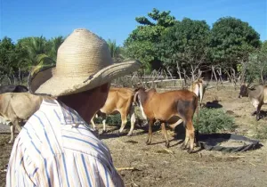 Iniciativas económicas rurales