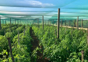 Mozambique. Foto: Manos Unidas
