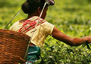 En el estado de Assam (uno de las "siete hermanas") el arroz y el té son cultivos esenciales.