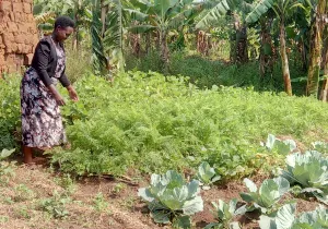 Ayuda familias campesinas Uganda