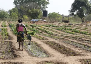Sembrar futuro en Senegal: el reto de vivir de la tierra. Fotografía: Ana Pérez