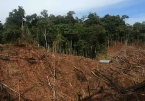 Narcotráfico en Amazonía Perú - Manos Unidas - Foto Instituto del Bien Común