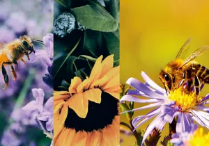 Una vigilia de oración por la biodiversidad como bendición de Dios