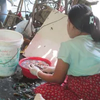 Mee Mee trabaja limpiando mejillones
