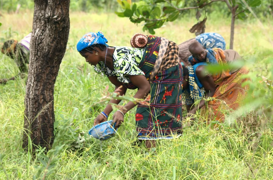 Mujeres africanas recolectando karité