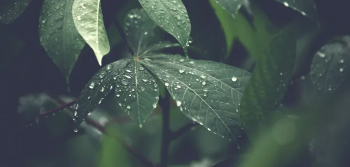 Indagamos en el cambio climático con motivo del día internacional de los bosques
