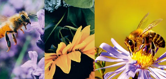 Una vigilia de oración por la biodiversidad como bendición de Dios