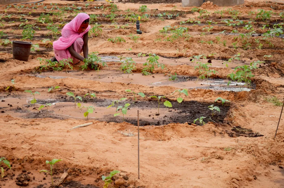 El hambre vuelve a aumentar_Foto:Manos Unidas/Myriam Sagastizabal en Mauritania