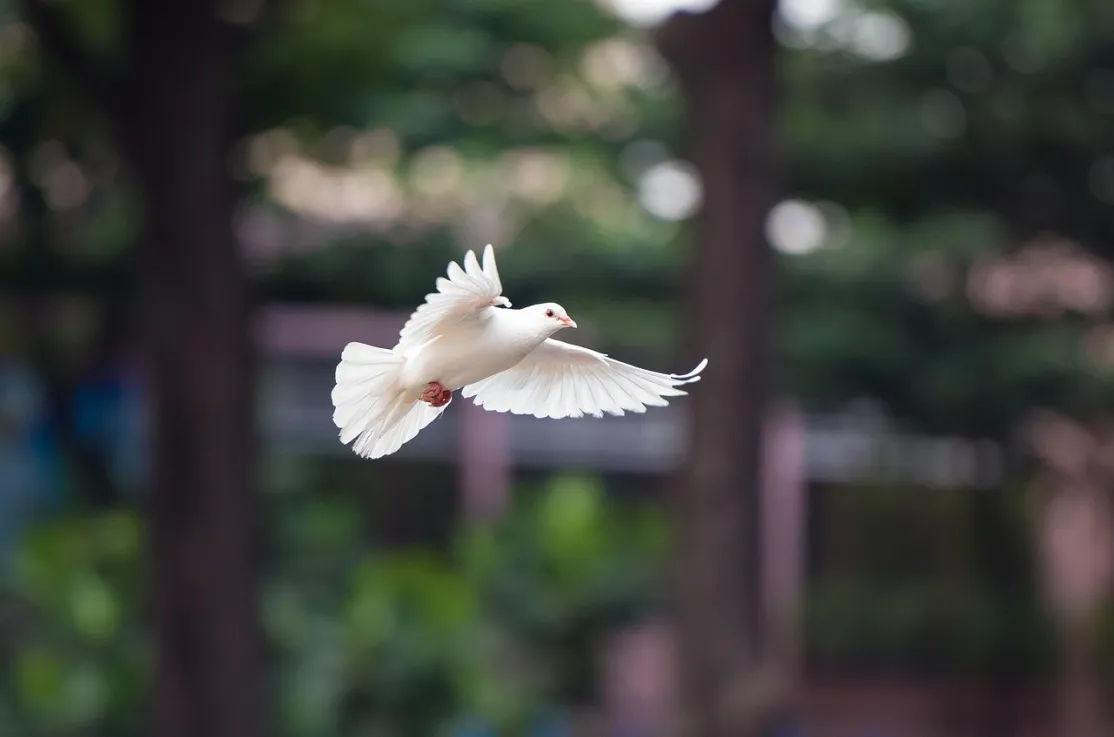Foto: kieutruongphoto