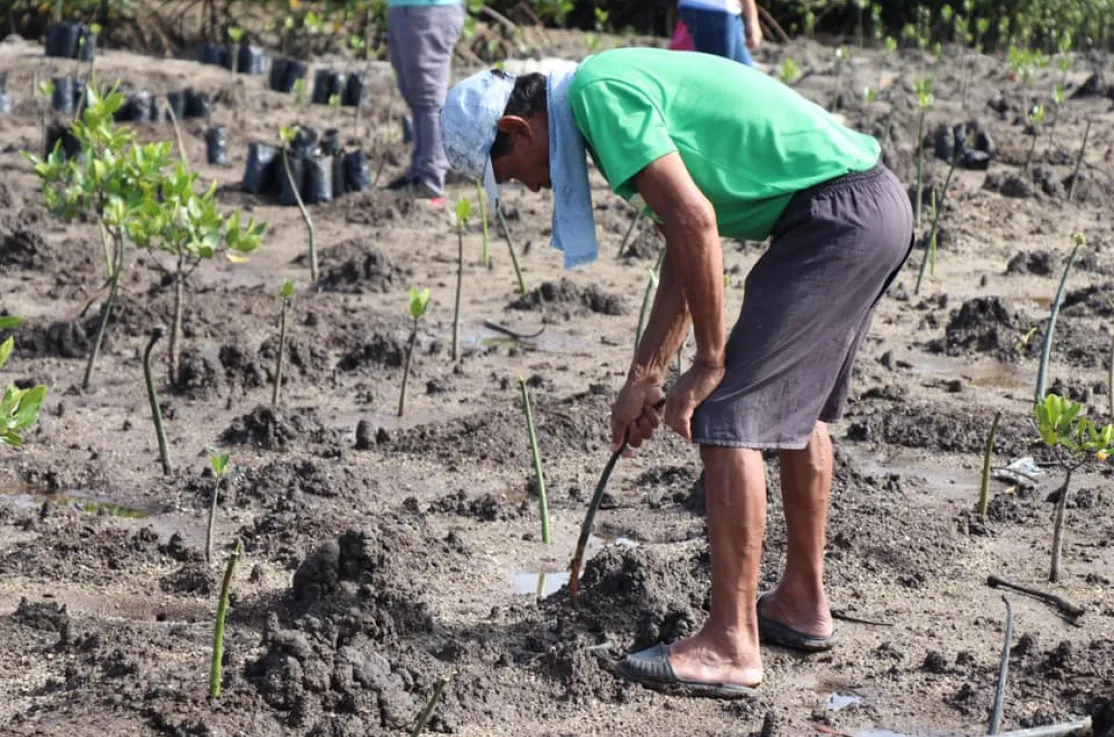Plantada de manglar en Filipinas