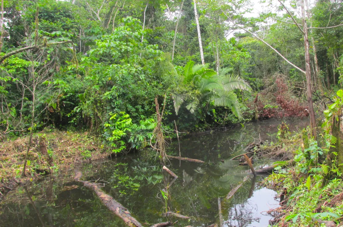 Amazonía peruana