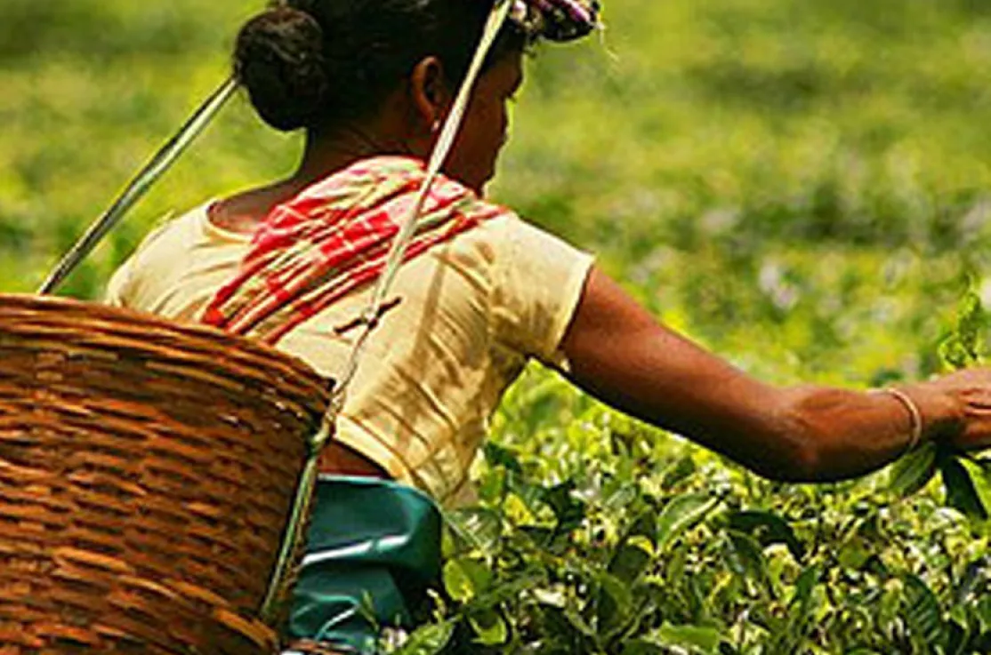 En el estado de Assam (uno de las "siete hermanas") el arroz y el té son cultivos esenciales.