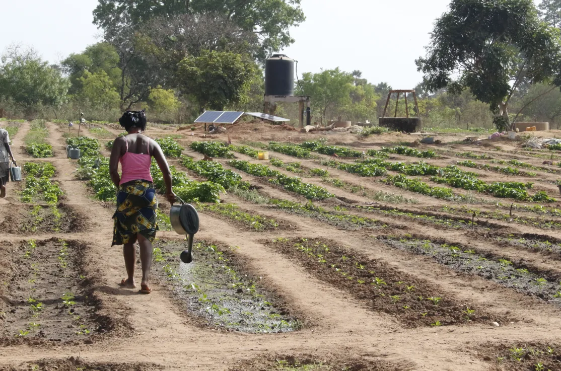 Sembrar futuro en Senegal: el reto de vivir de la tierra. Fotografía: Ana Pérez