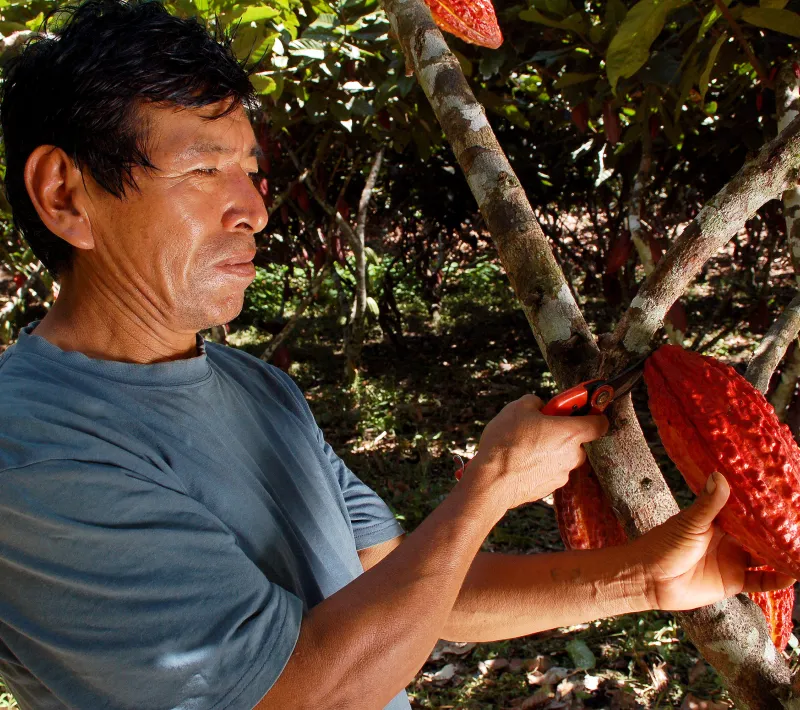 Un agricultor corta con unas tijeras una mazorca de cacao madura directamente del tronco de un árbol.