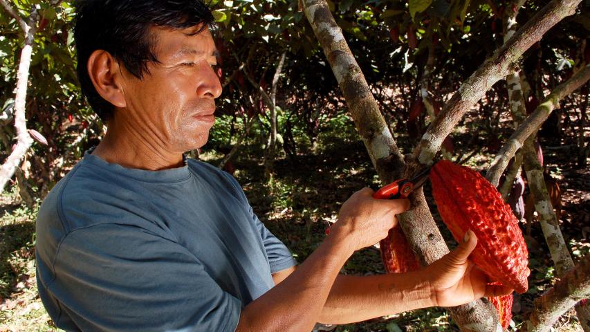 Un agricultor corta con unas tijeras una mazorca de cacao madura directamente del tronco de un árbol.