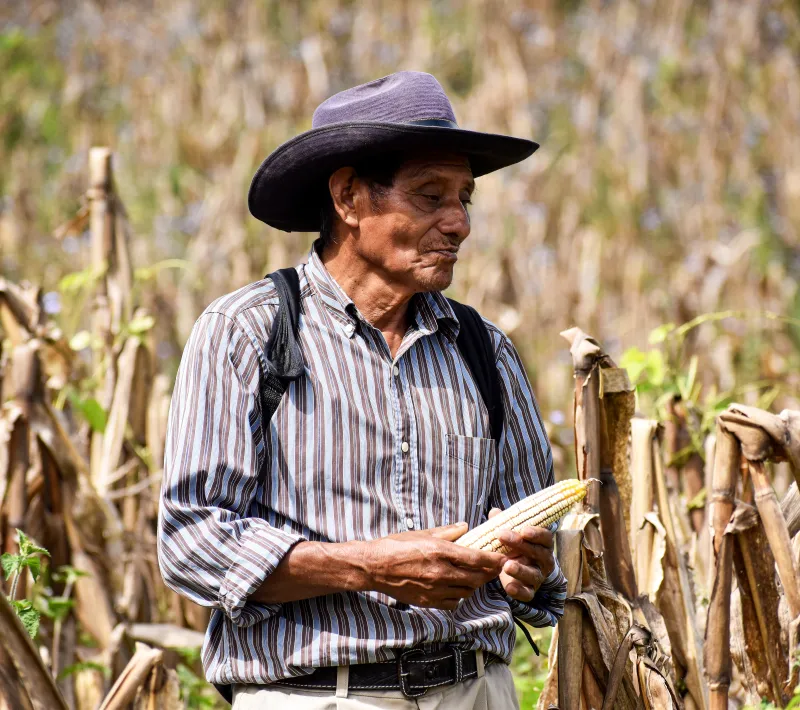 Un agricultor con sombrero sostiene una mazorca de maíz en medio de un cultivo seco.