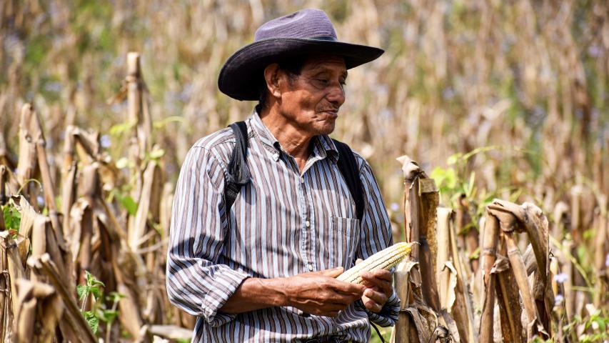 Un agricultor con sombrero sostiene una mazorca de maíz en medio de un cultivo seco.