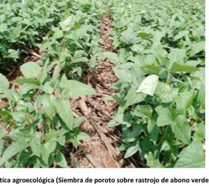 Siembra de poroto