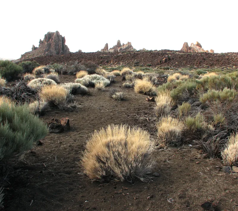 22 lava y vida tenerife 2008
