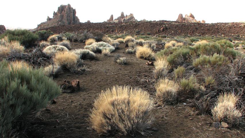 22 lava y vida tenerife 2008