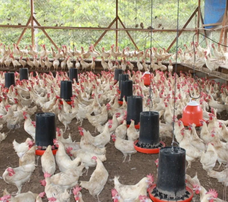 27 granja de gallinas el encanto