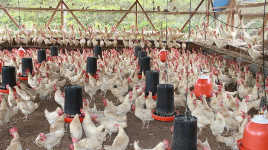 27 granja de gallinas el encanto