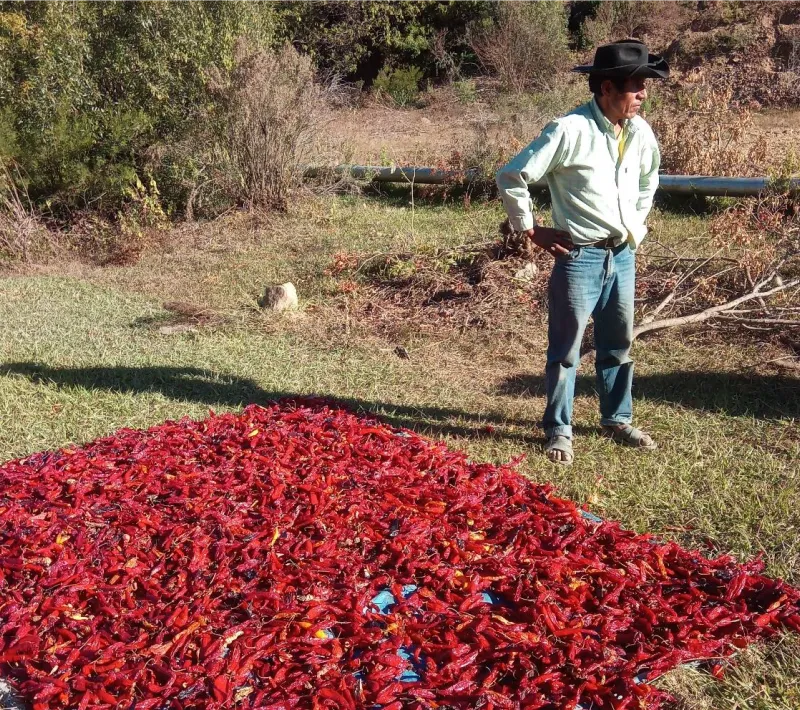 Cultivo en Achatalas, Boivia.