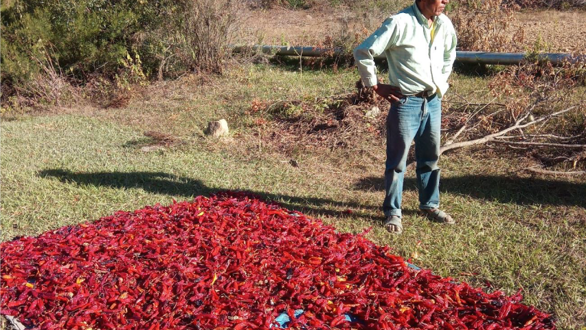 Cultivo en Achatalas, Boivia.
