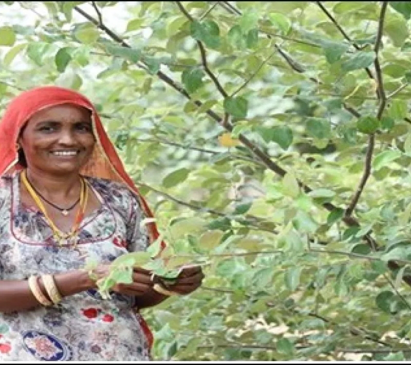76728 reforestacion2