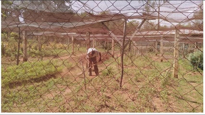 77688 cesion de terrenos