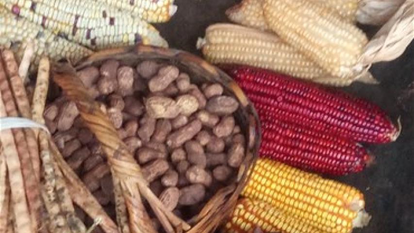 Mejora de calidad de vida de familias de la Serranía del Iñao (Bolivia)
