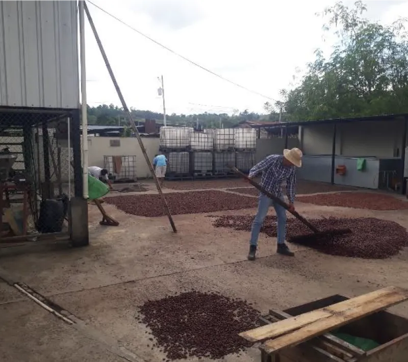 cacao 1
