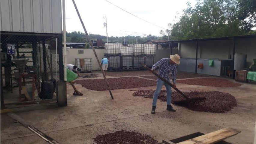 cacao 1