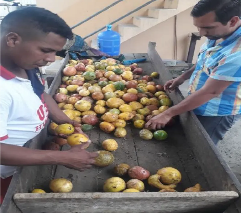 cacao 2