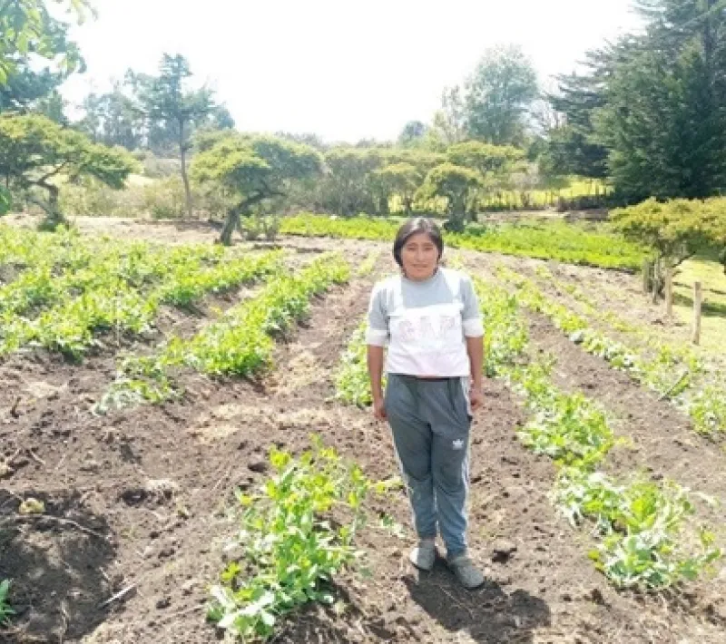 cultivo arveja