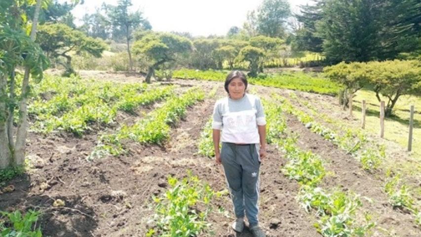 cultivo arveja
