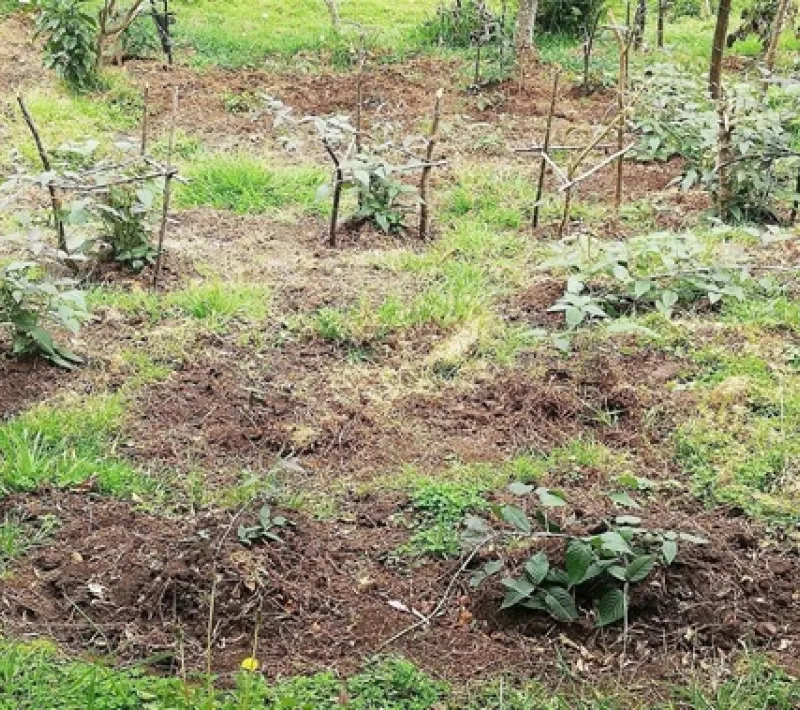 cultivo de mora de Castilla